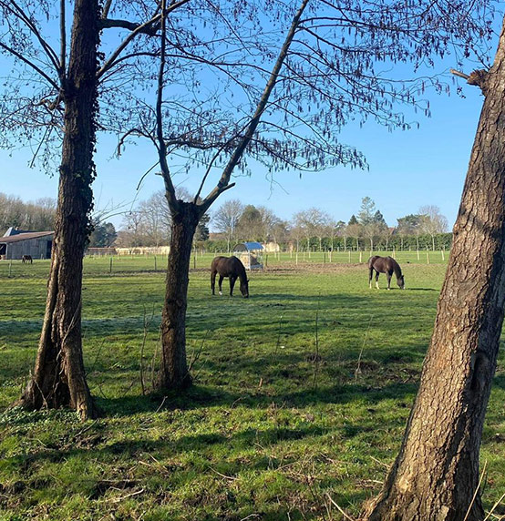 centre equestre, écurie de propriétaires, poney club, haras, école d'équitation , pensions pour chevaux , événements privés