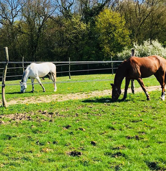 Pension pour chevaux retraités à Courances