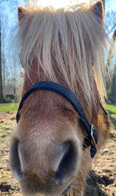 centre equestre, écurie de propriétaires, poney club, haras, école d'équitation , pensions pour chevaux , événements privés