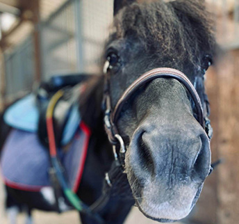 centre equestre, écurie de propriétaires, poney club, haras, école d'équitation , pensions pour chevaux , événements privés