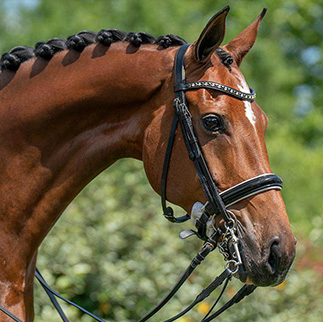 centre equestre, écurie de propriétaires, poney club, haras, école d'équitation , pensions pour chevaux , événements privés