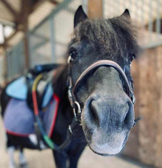École d’équitation pour enfants à Milly-la-Forêt (91)