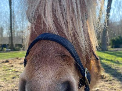 Pension pour chevaux Milly la Forêt