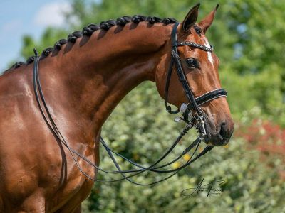 Pension pour chevaux Milly la Forêt