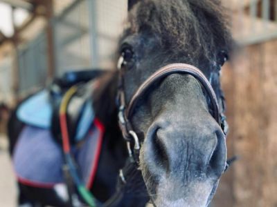 Pension pour chevaux Milly la Forêt